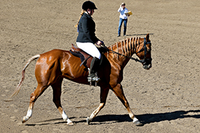 Horseshow